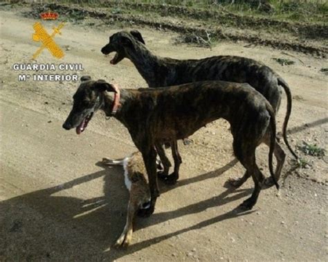 Dos Descerebrados Detenidos Por Cazar Liebres Con Galgo Sin Licencia De