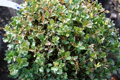 What's Wrong With My Boxwood? — NewGen™ Boxwood