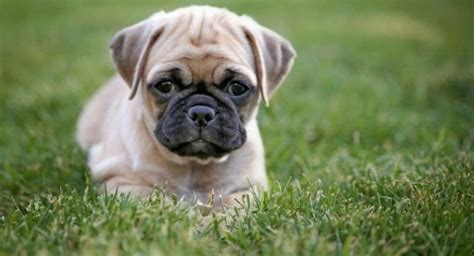 Pug Size Chart | Growth & Weight Chart