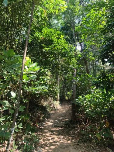 Best Forest Trails In Khao Lak Lam Ru National Park Alltrails