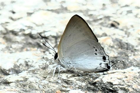 Scarce Cornelian From RW8F PJ9 Montha Than Waterfall Trailhead Tambon