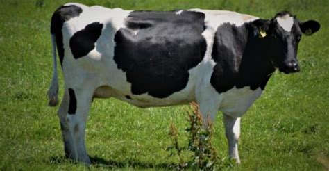 Cuántos litros de leche da una vaca al día Duroagro