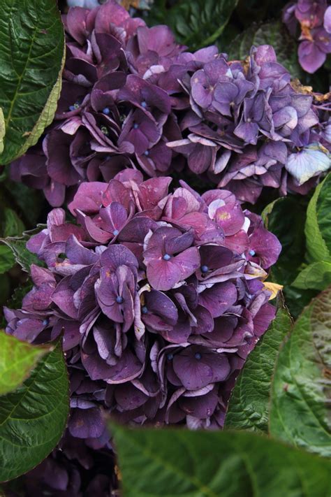 Hydrangea Macrophylla Merveille Sanguine Pan Global Plants