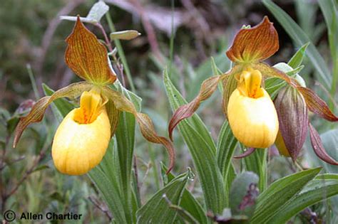 Cypripedium calceolus