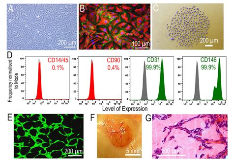 Figure 1 From The Vasoreparative Potential Of Endothelial Colony