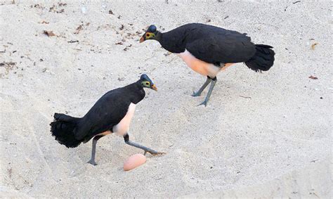 Fakta Fakta Burung Maleo Si Hewan Yang Setia Pada Pasangannya Edoo