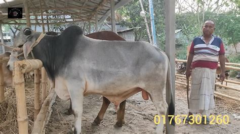 ২ মে২৩ লটে বা লাইফ ওয়েটে কুরবানীর দাঁতালো দেশাল জাতের ষাঁড় গরু