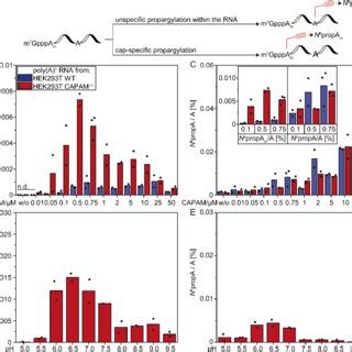 Functionalization Of Rna Propargylated At The Tsn With Affinity Handles