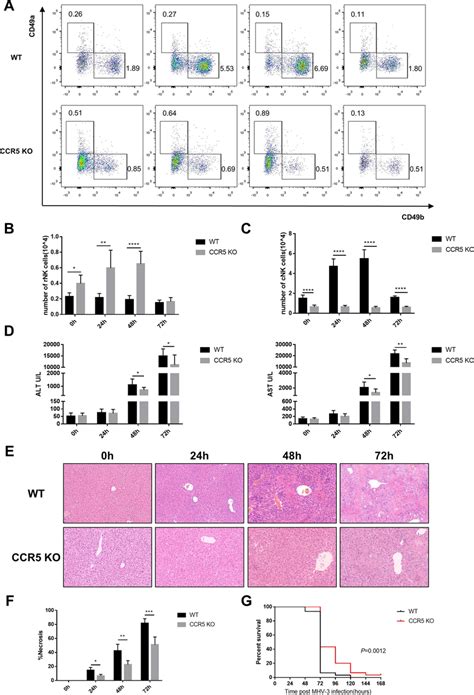 CCR5 Knockout Mice Displayed Reduced Infiltration Of CNK Cells And