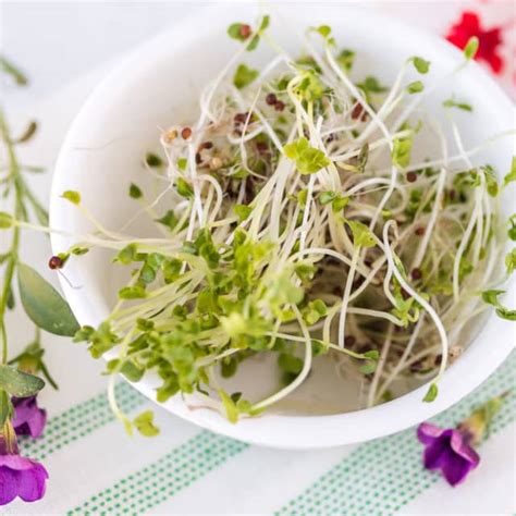 How To Grow Broccoli Sprouts Step By Step Guide