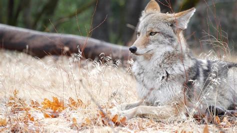 The Best Wildlife Sanctuaries In California