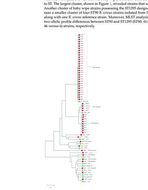 Phylogenetic And Evolutionary History Among 55 B Cereus Strains