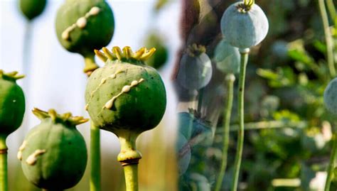 Amapola Descubre Los Sorprendentes Usos Y Beneficios De Esta Planta