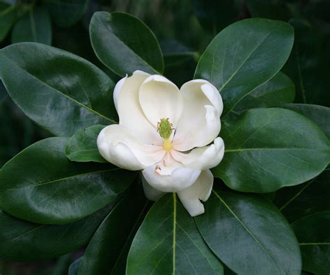 Best fragrant trees: recommended by gardening pros | Homes & Gardens