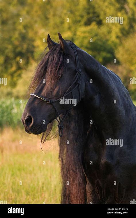 Friesian Horse Face