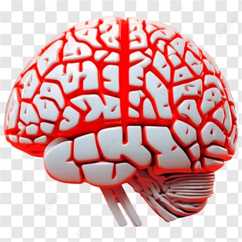 Red White Brain Cerebrum Model Brain 3d Cerebrum Png Transparent
