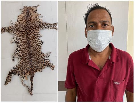 Leopard Skin Seized In Khurda One Held Pragativadi