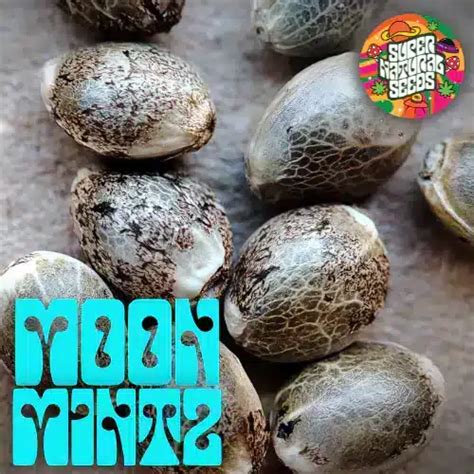 Supernatural Seeds Moon Mintz Strain Fem Photo Multiverse Beans