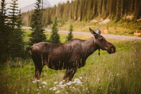 Moose in the forest stock image. Image of flowers, trees - 58732569