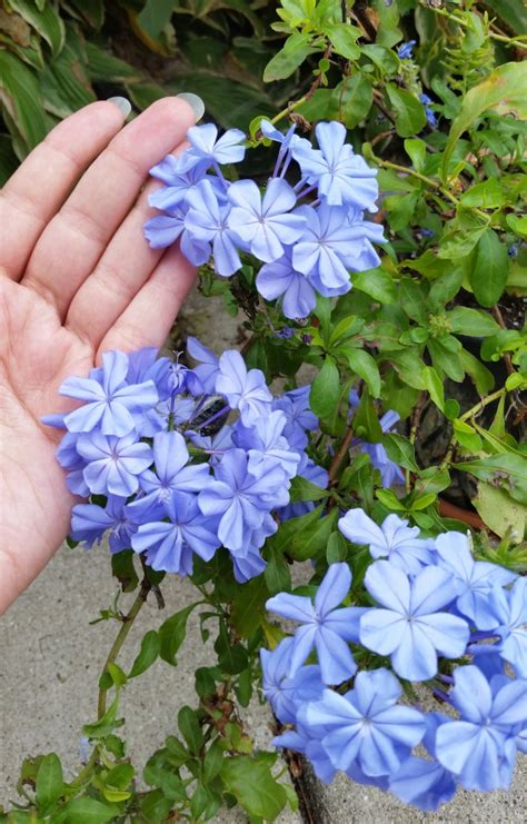 Plumbago auriculata (Leadwort) - Everblooming Houseplants