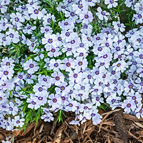 Purple Beauty Creeping Phlox Plants Bulbs And Seeds At