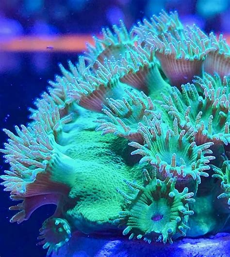 Amazon Coralslover Live Saltwater Coral Frag Turbinaria Green