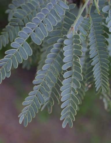 Velvet Mesquite - Tumacácori National Historical Park (U.S. National ...