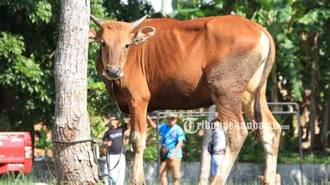 Idul Adha Hukum Menjual Daging Kurban Kulit Hewan Kurban Simak