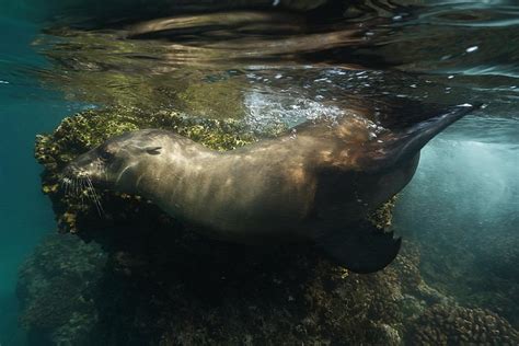 Tripadvisor Buceo En Isla Espíritu Santo Ofrecido Por Up Dive La