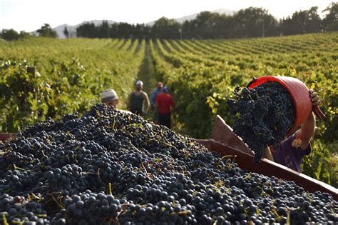 Vendemmia 2020 Previsioni Buone Preoccupa Il Prezzo Delle Uve