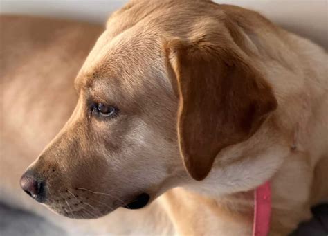 Vuole Baciare A Tutti I Costi Il Suo Cane Ma Lui La Sbrana Operata D