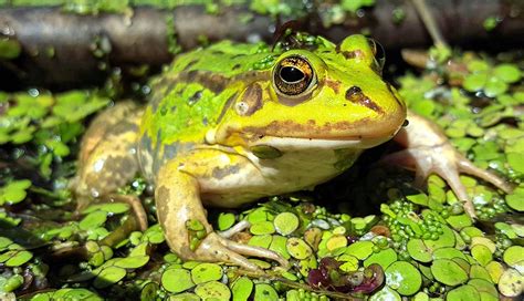 Water Gardening Animals For Your Fish Pond