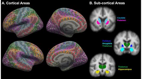 Whole Brain Parcellation Into 1000 Cortical And 12 Subcortical Regions Download Scientific