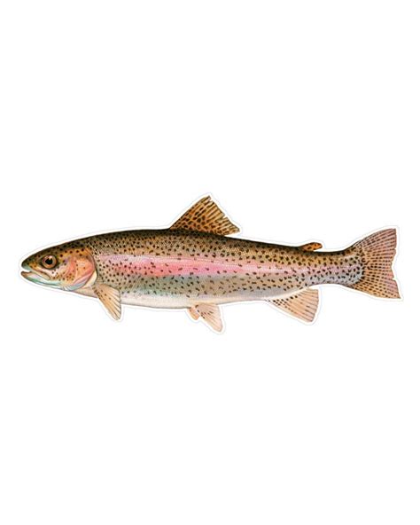 Magnet And Sticker Rainbow Trout Ggs Global Graphic Solutions