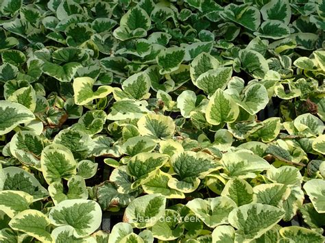 Brunnera Macrophylla Variegata Plantentuin Esveld