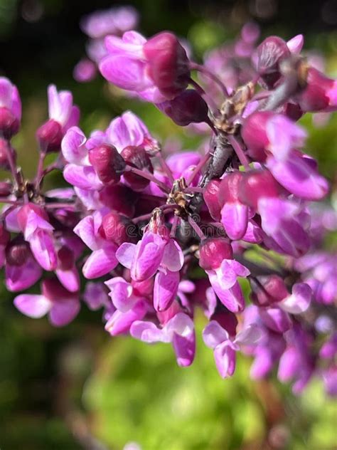 Flowers Of Western Redbud California Redbud Cercis Occidentalis Stock