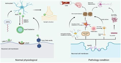 Frontiers Neuronal Apoe In Alzheimers Disease And Potential