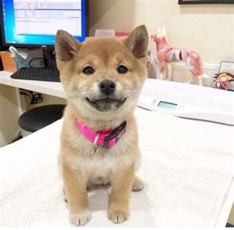 15 Funny Shiba Inu Pictures To Make Your Day Petpress