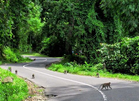 Hutan Pusuk Monkey Forest Di Kabupaten Lombok Utara