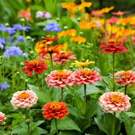 10 Essential Tips For Growing Zinnias In Your Enchanting Cottage Garden