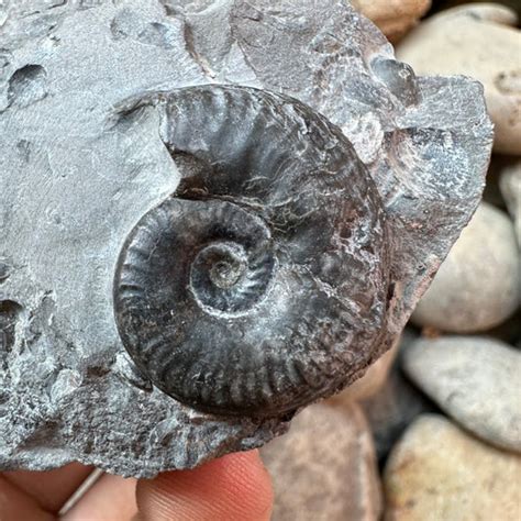 All Ammonites Without Dactylioceras Yorkshirefossils