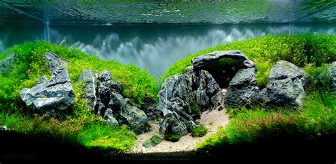 The Top Most Beautiful Freshwater Aquascapes Of With Images