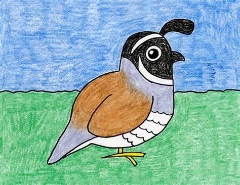 Draw the California Quail State Bird - Art Projects for Kids