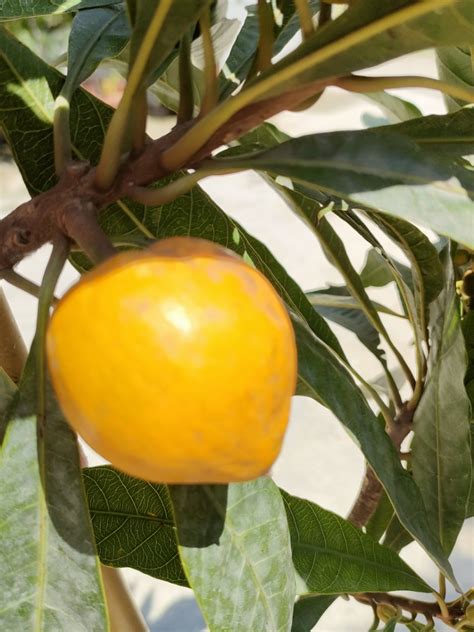 Egg fruit, Furniture & Home Living, Gardening, Plants & Seeds on Carousell