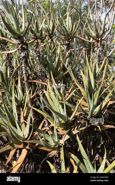 Aloe Ferox Bitter Aloe Stock Photo Alamy