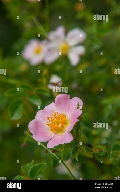 Wild Rose Flowers Stock Photo Alamy