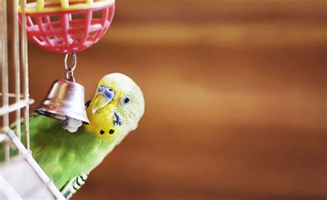 Bird Caring Tips For Your New Feathered Friend Valley Animal Hospital