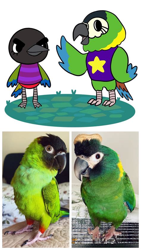 I drew my two birds as animal crossing villagers! [OC] : r/AnimalCrossing