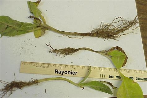 Root Rot Damping Off Genus Rhizoctonia