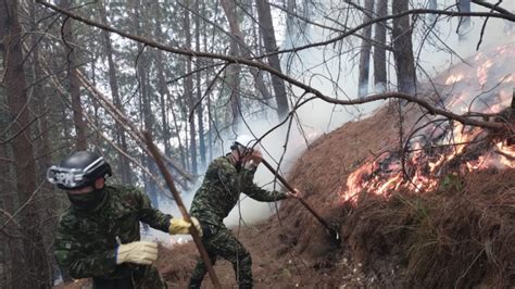 Las Llamas Han Consumido 4 Hectáreas De Bosque Nativo